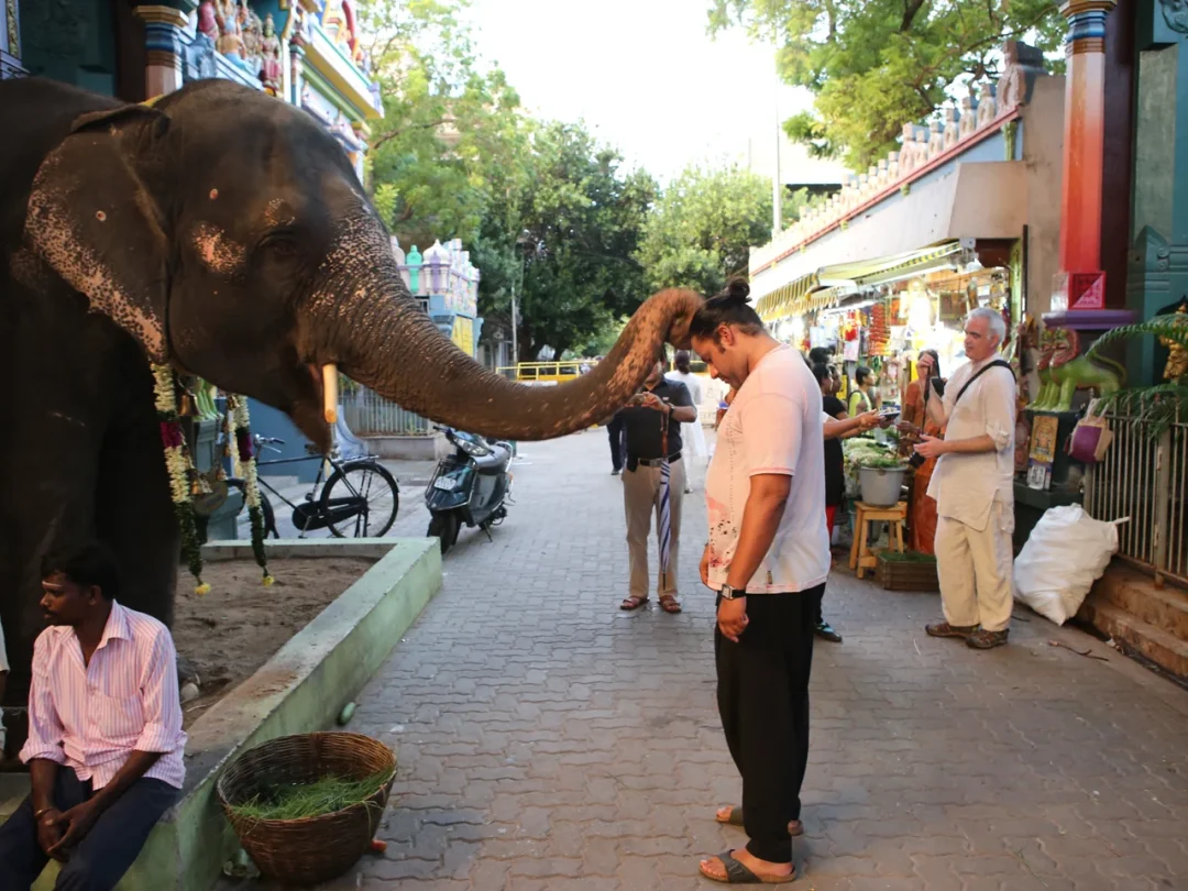 Elephant blessings