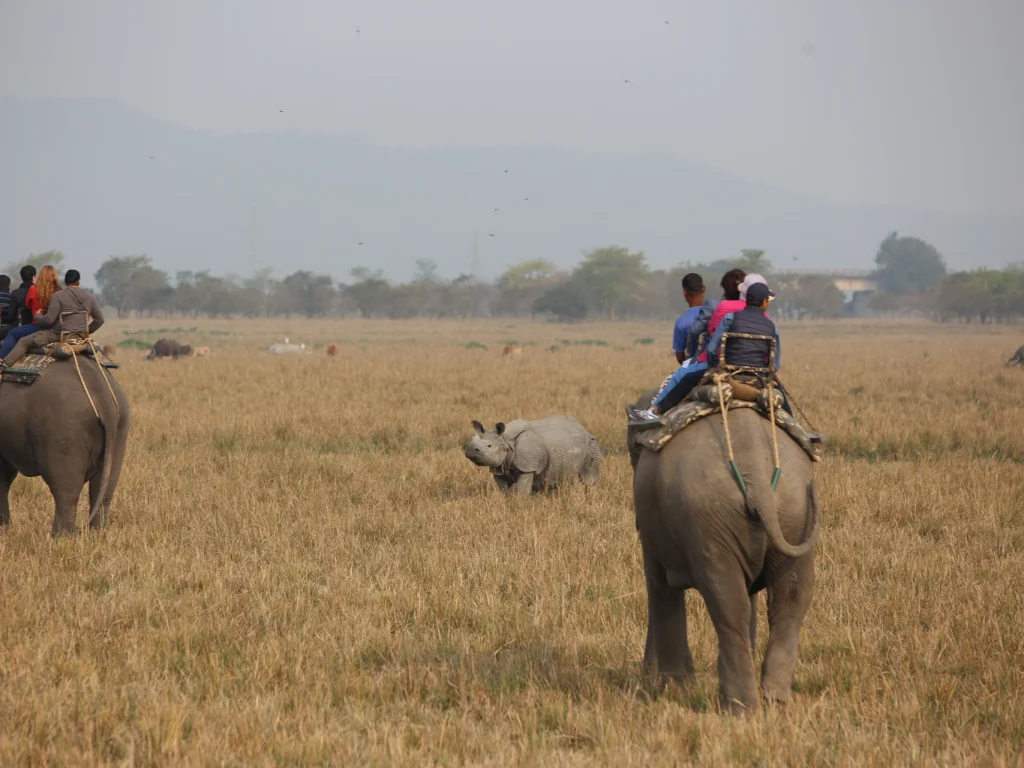 Elephant Safari, Kaziranga