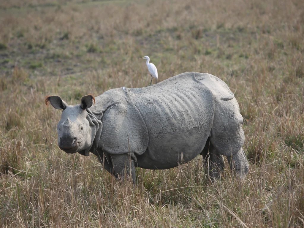 Rhino in Kaziranga