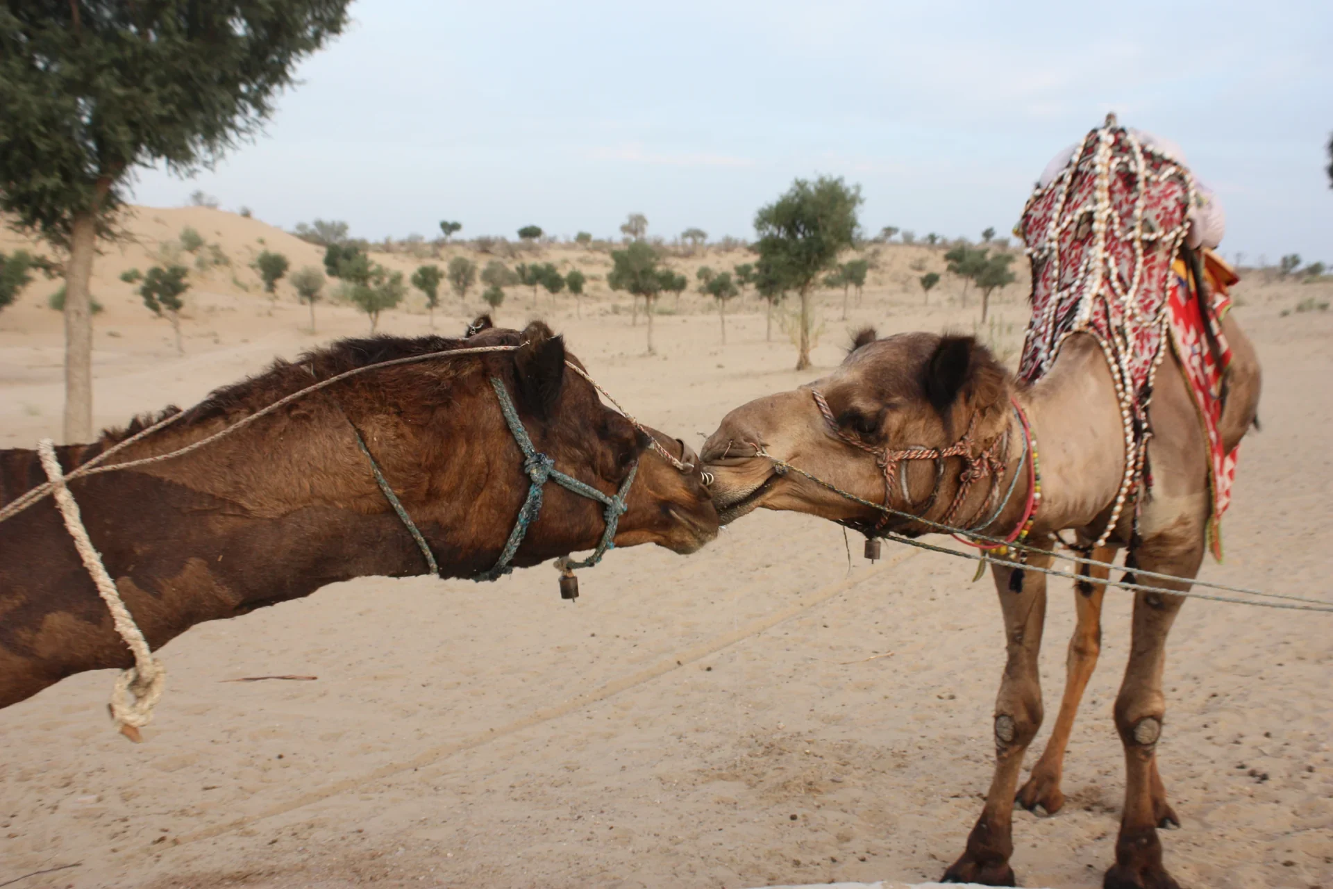 Camels